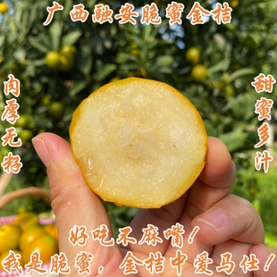 顺丰广西柳州融安第三代脆蜜金桔金柑超甜皮薄水多精品礼盒3斤5斤