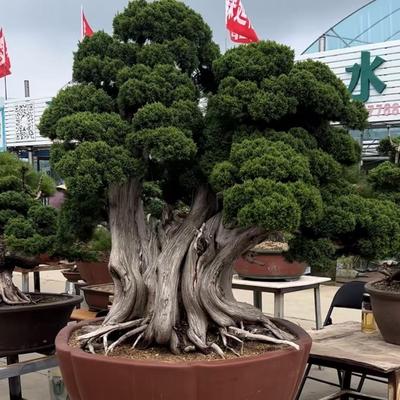 紫薇花盆景盆圆形假山造景盆