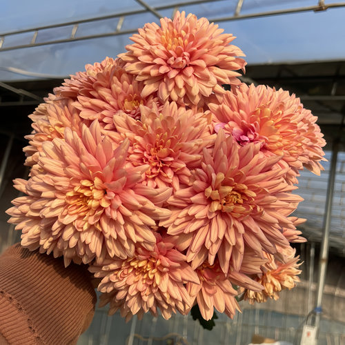 耐寒耐热 406香槟提卡  切花菊花苗 扦插苗 满28元包邮