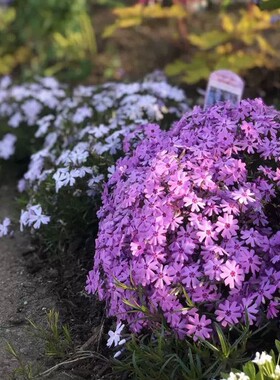 芝樱花苗—耐寒耐热 开花机器 地被福禄考 芝樱花苗