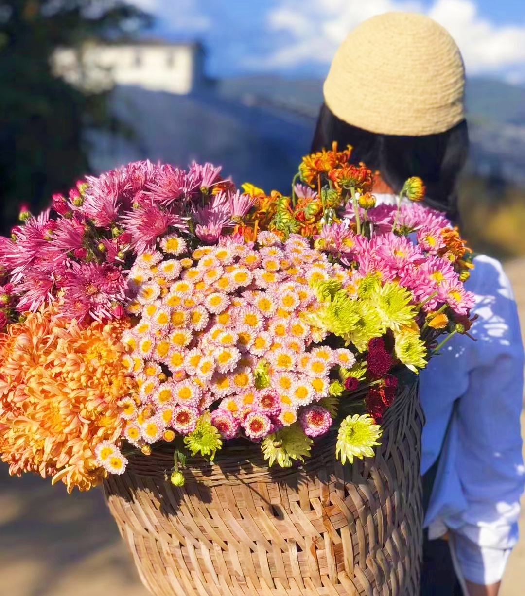 切花菊链接2 耐寒耐热 千头菊荷兰菊花苗  满28元包邮