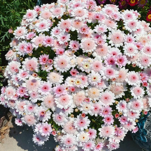 M31 包邮 桃粉之眼 28元 开花机器 玛格丽特花苗小苗