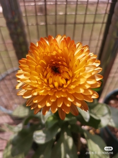 耐寒耐热 重瓣金盏花 金盏菊 橙色闪光 超治愈的花 满28元包邮