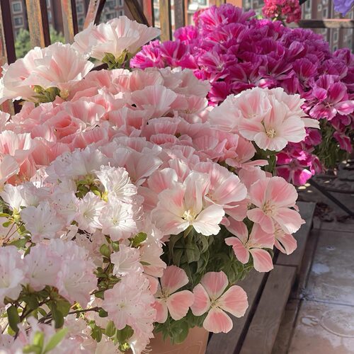 进口种播苗 古代稀-华丽锦缎混色小苗    满28元包邮