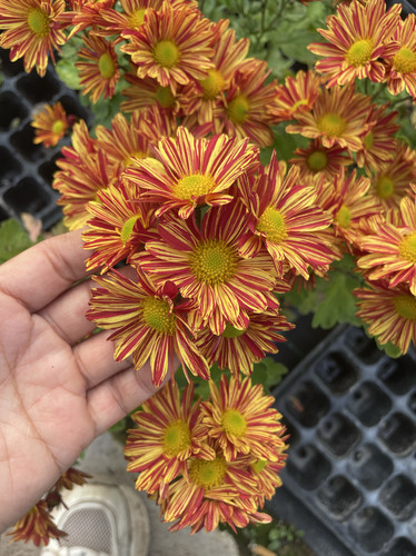 油画晚霞（399）耐寒耐热 切花菊 50穴苗规格花苗一颗 满25元包邮