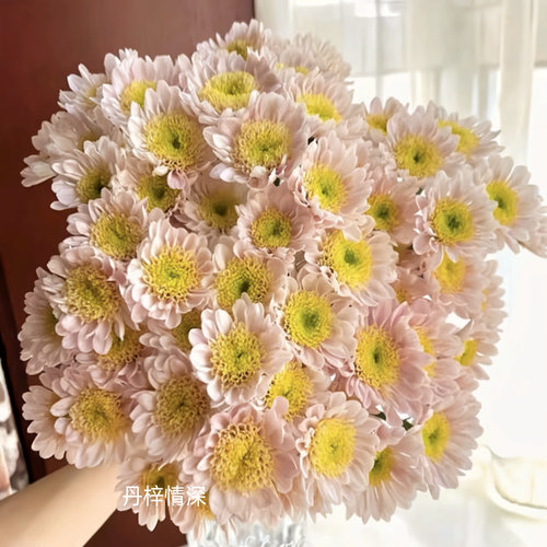 耐寒耐热切花小菊大花品种- 丹梓情深（372）扦插小苗25元包邮