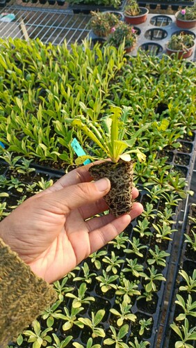 耐寒耐热 粉色蒲公英 粉色佳人花苗 满28元包邮