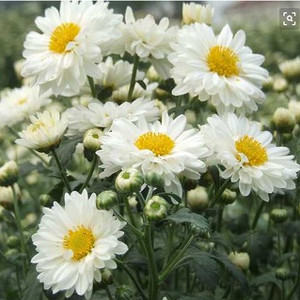 耐寒耐热 泡茶菊食用菊 杭白菊 扦插小苗  满28元包邮