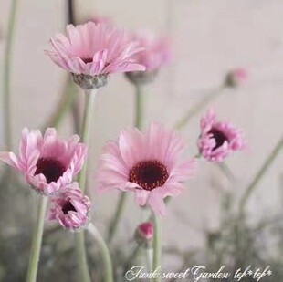 包邮 耐寒耐热摩洛哥雏菊 满28元 花苗阳台观花植物 杏子果酱