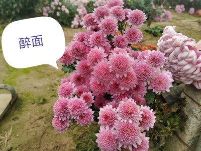 耐热切花菊，千头菊 醉面 (309)50穴盘苗 满28元包邮