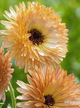 耐寒耐热 重瓣金盏花 金盏菊 橙色闪光 超治愈的花 满28元包邮