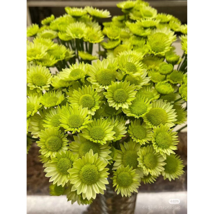 耐寒耐热 416奔放 切花菊花苗 扦插苗 满28元包邮