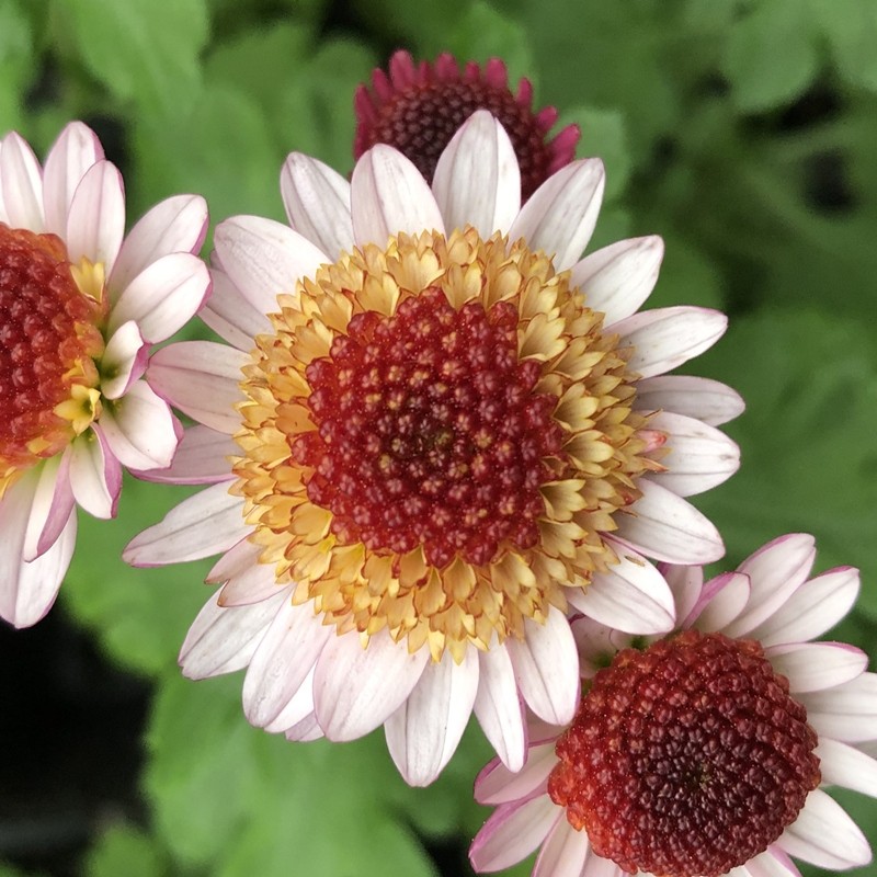 耐寒耐热切花菊千头菊花苗 梦蝶 50穴盘规格花苗 满28元包邮