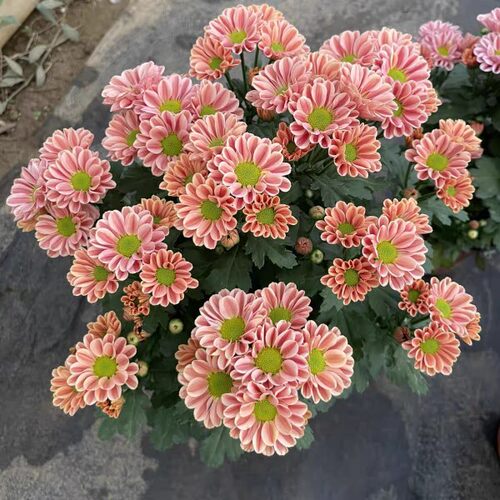 网红雏菊 玲珑(307) 切花菊  多年生宿根菊花苗 满28元包邮