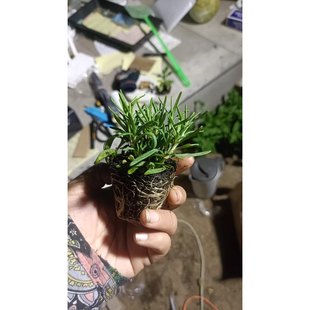 匍匐直立阔叶迷迭香花苗 满28元 包邮 食用泡茶等