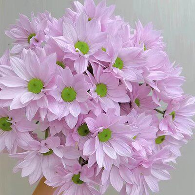 耐寒耐热 475薰衣草 切花菊花苗 扦插苗 满28元包邮