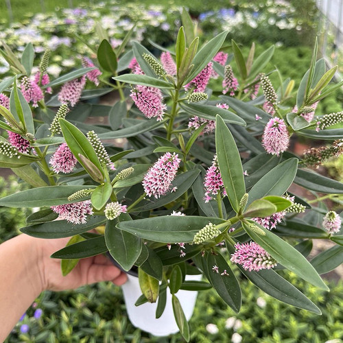 耐热 芳香花卉 长阶花 多年生宿根花卉  满25元包邮