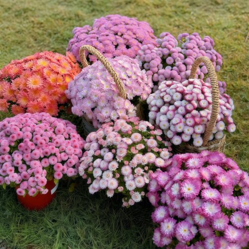 老根脚牙 花园球菊12公分盆苗 糖果球菊春秋两季花 28元包邮