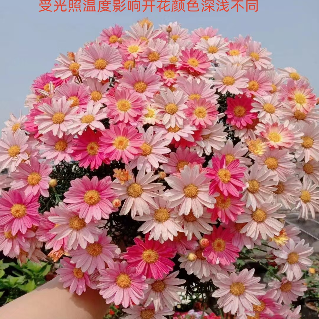 玛格丽特花苗小苗 M50春之花束 开花机器
