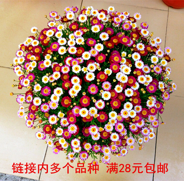 链接内40多个品种玛格丽特菊花苗 糖果玛 玫红苔阁 蒲公英绒球