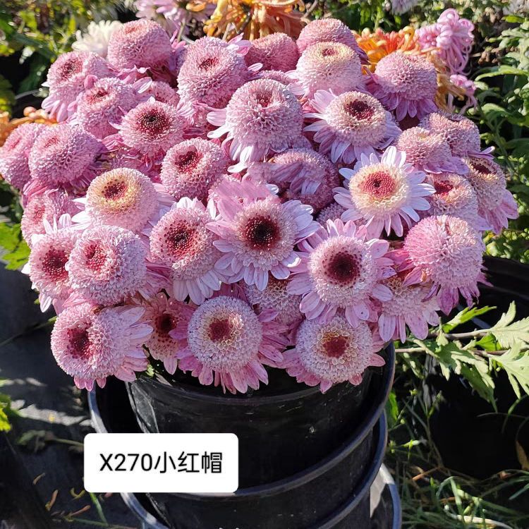 推荐品种-小红帽（358）耐寒耐热 大花切花菊扦插苗 28元包邮