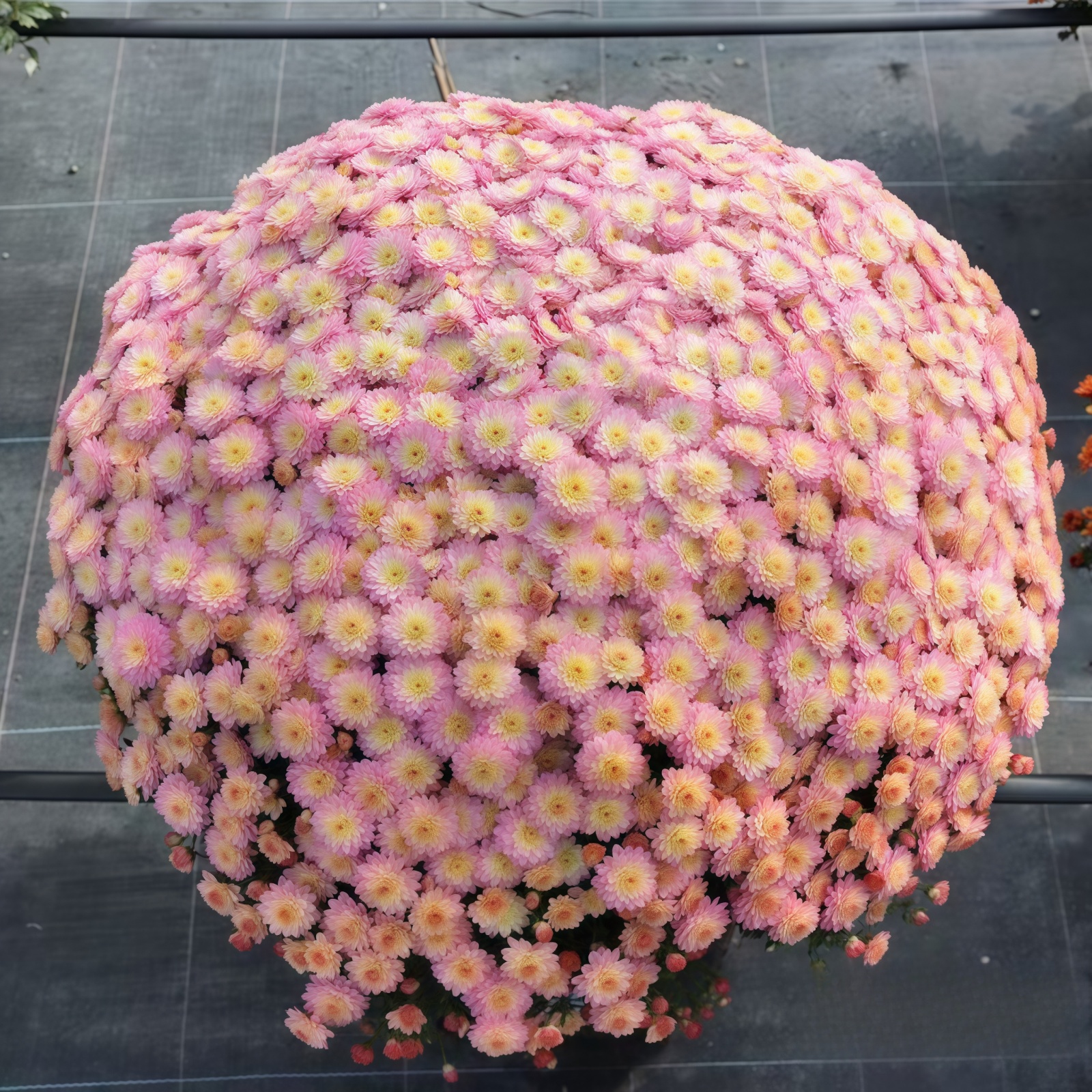 100+个品种花园球菊花苗链接1 耐寒耐热千头菊花苗开花爆球满包邮