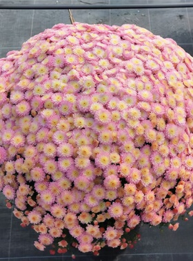 花园球菊花苗链接 耐寒耐热千头菊花苗开花爆球满28包邮