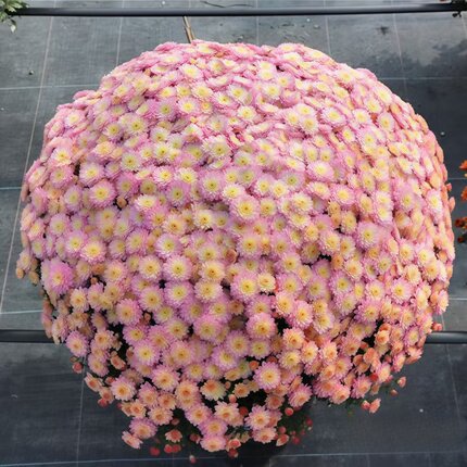 花园球菊花苗链接 耐寒耐热千头菊花苗开花爆球满28包邮