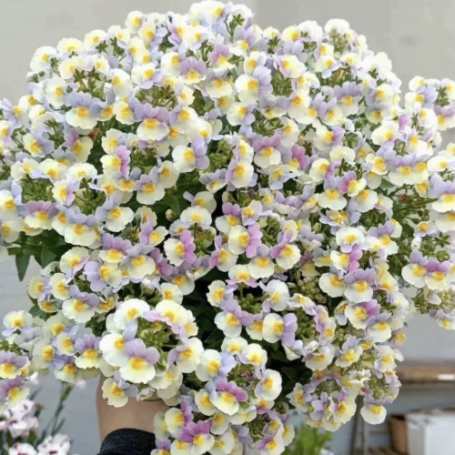芳香花卉 龙面花 花苗 25元包邮