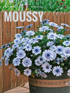 无性系多年生蓝目菊花穴苗小苗 保时捷多个品种