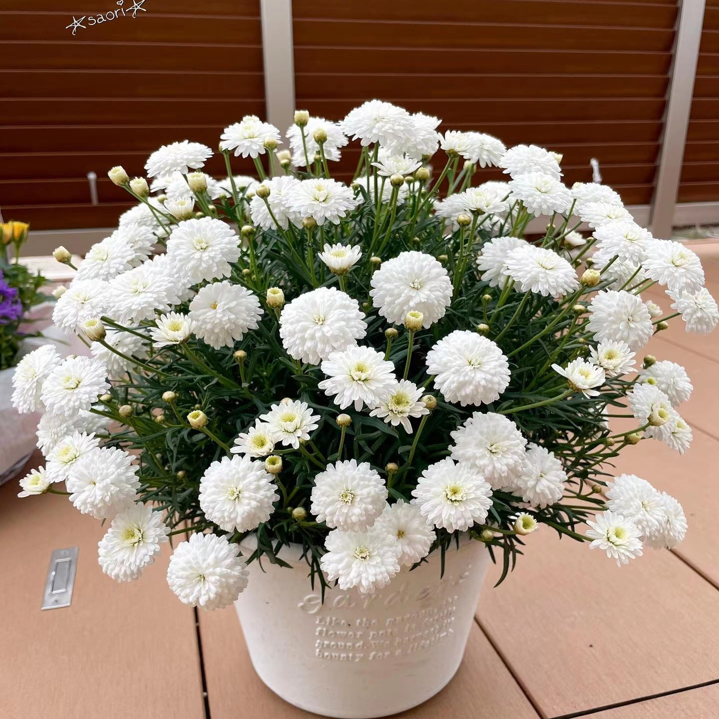 玛格丽特花苗小苗 M69爱丽丝白  开花机器