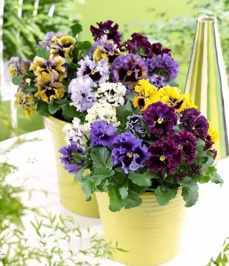 耐寒 进口一代种播苗皱边巨花三色堇角瑾角堇小苗 开花机器