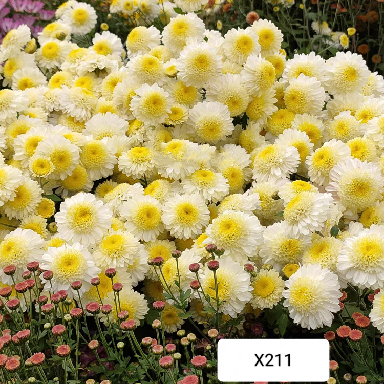 耐寒耐热 X211瑞金香 切花菊花苗 扦插苗 满28元包邮