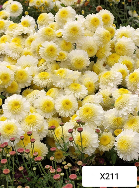 耐寒耐热 X211瑞金香 切花菊花苗 扦插苗 满28元包邮