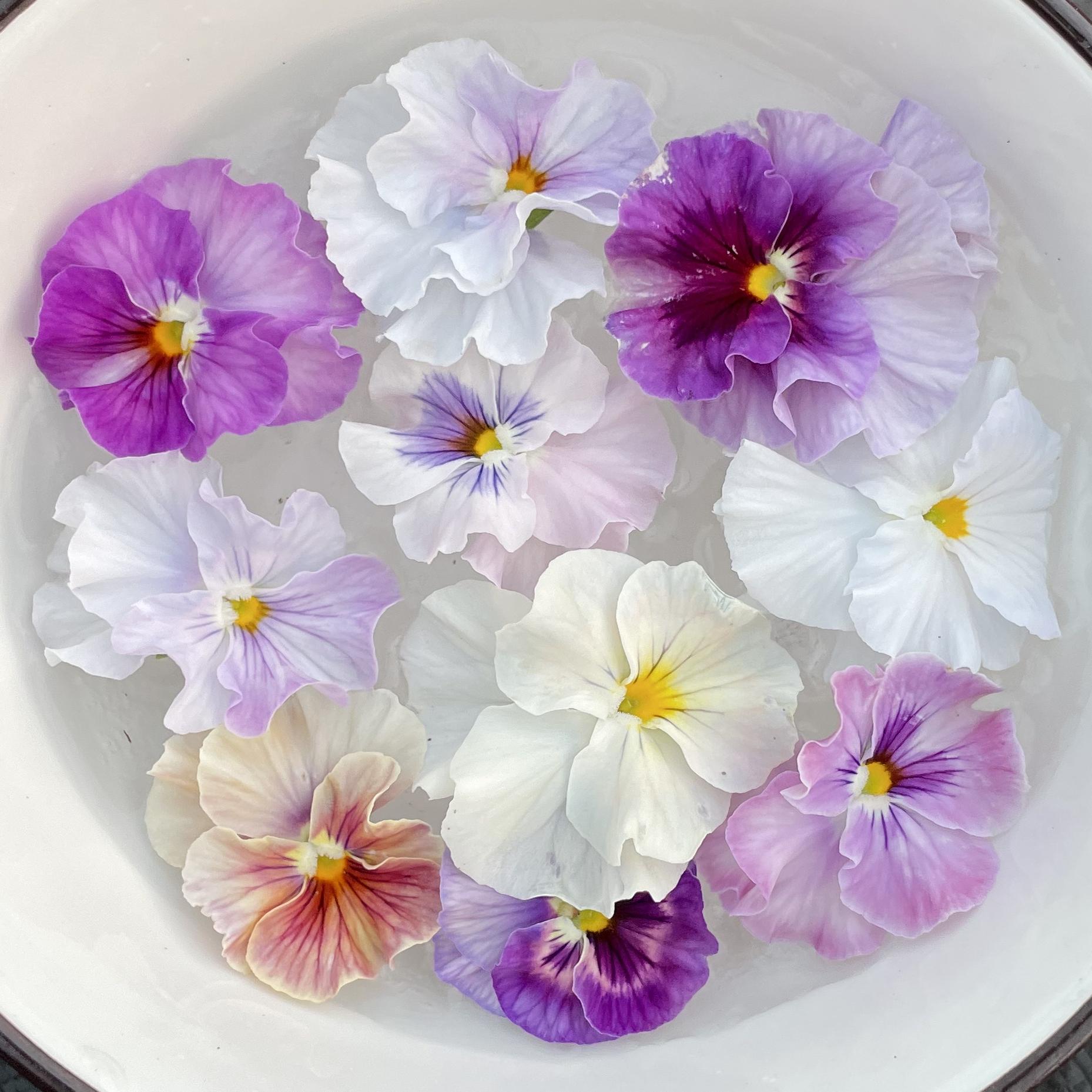 耐寒三色堇 皱边系列 德古拉礼服 曼波 希尔 小兔子 28元包邮