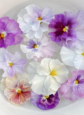 耐寒三色堇 皱边系列 德古拉礼服 曼波 希尔 小兔子 28元包邮