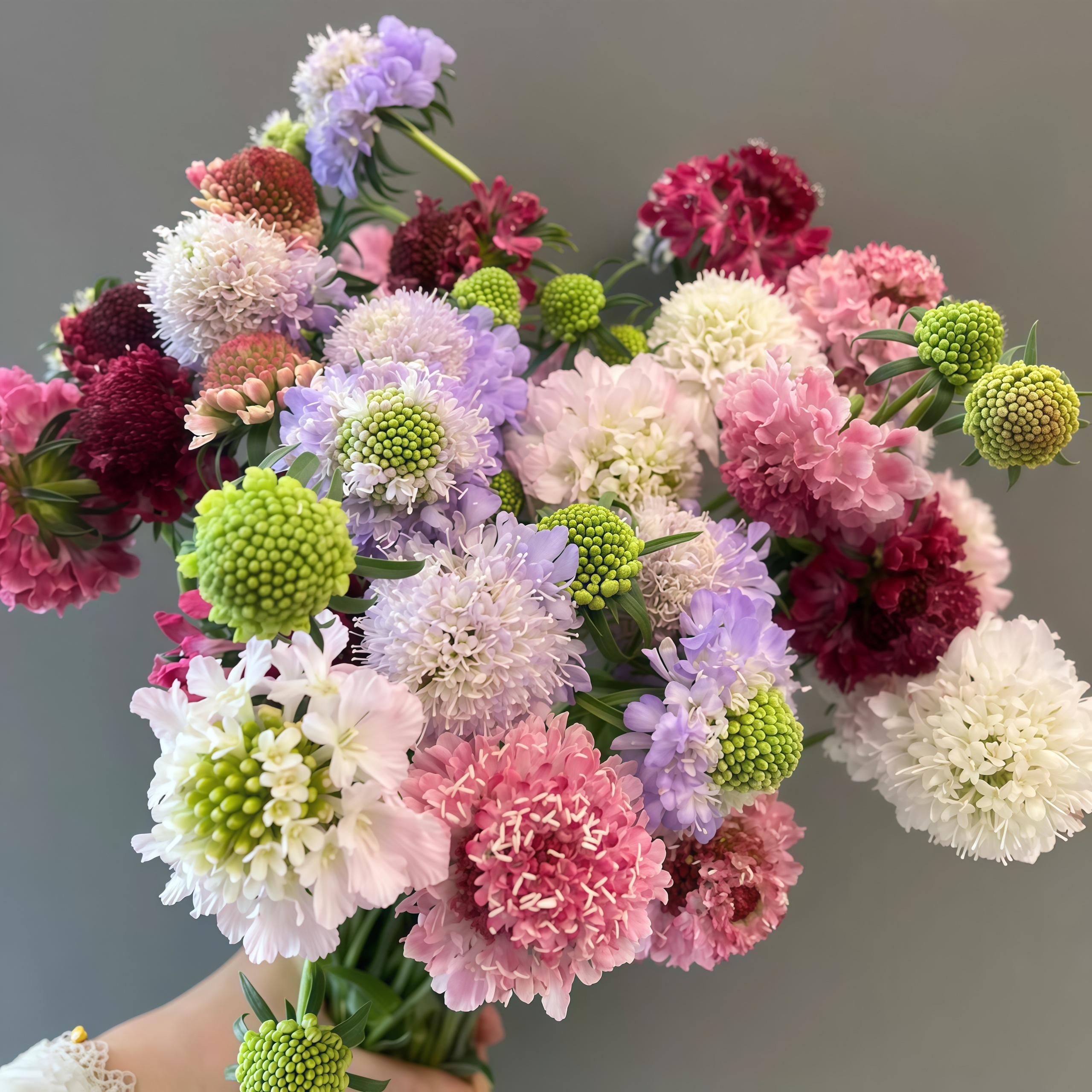 进口种播松虫草花年小苗 蓝 红 杏色可做切花 满28元包邮