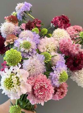 进口种播松虫草花年小苗 蓝 红 杏色可做切花 满28元包邮