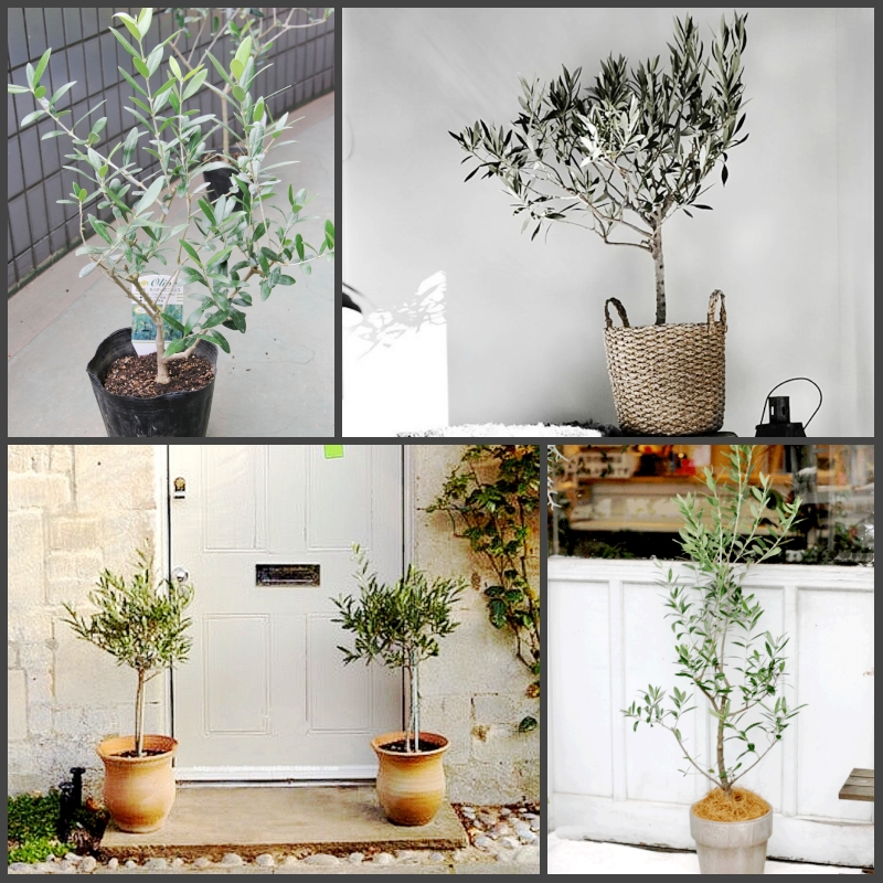 油橄榄树盆栽客厅阳台小老树好养