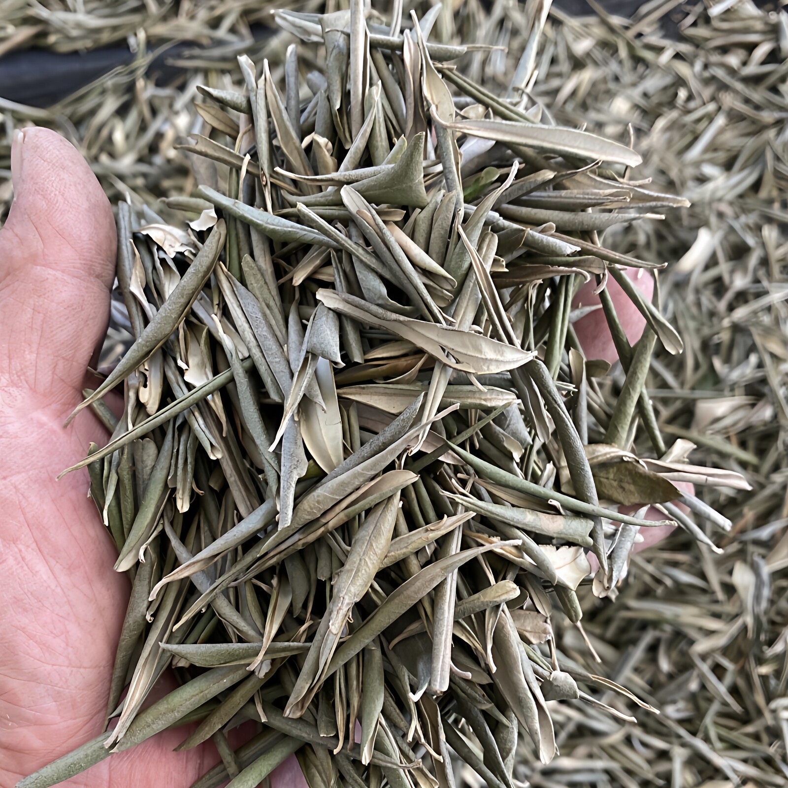 华欧油橄榄树干树叶子富含苦甙黄酮生物萃取采摘新鲜橄榄树叶片