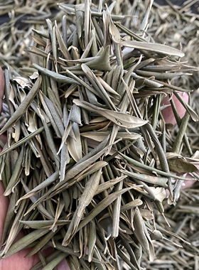 华欧油橄榄树干树叶子富含苦甙黄酮生物萃取采摘新鲜橄榄树叶片