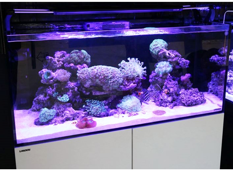 包邮landen蓝甸新款reefmaster 系列海水鱼缸珊瑚缸水族箱底滤缸