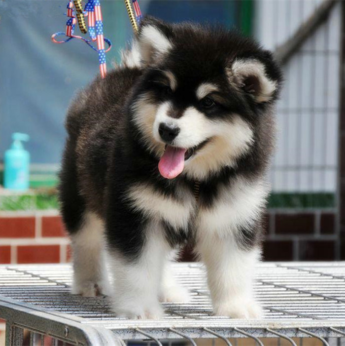 纯种阿拉斯加幼犬出售巨型雪橇犬熊版家养阿拉斯加犬宠物活体衣服