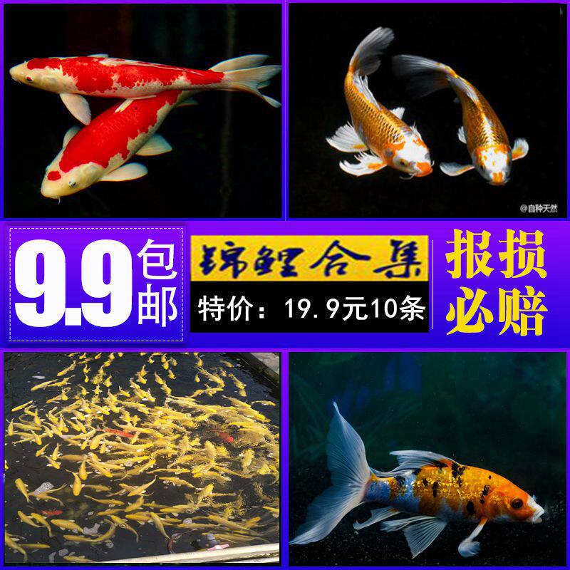 锦鲤观赏鱼锦鲤活体三色观赏鱼