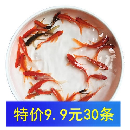 草金鱼活体观赏鱼冷水鱼小金鱼活鱼蝶尾兰寿龙睛锦鲤鱼饲料鱼包邮在类目 宠物/宠物食品及用品, 水族世界, 鱼中 - 来自Buy2taobao.com提供专业的淘宝代购服务