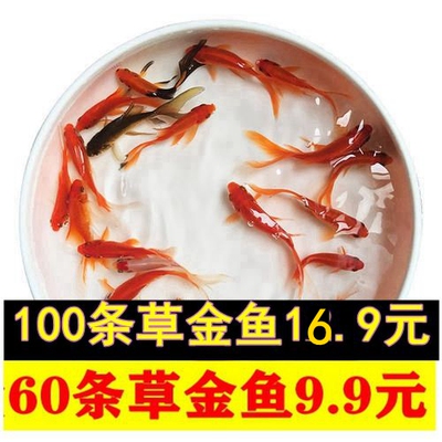 活体兰寿珍珠锦鲤金鱼