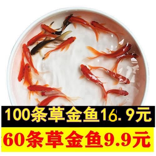 活体兰寿珍珠锦鲤金鱼