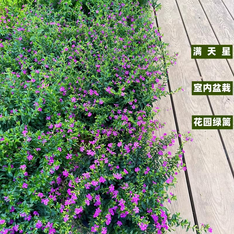 满天星花苗盆栽四季开花室外庭院