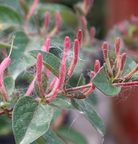 红色1/2公分金银花盆景苗木树桩花卉爬藤植物红色双色花易养好活