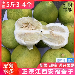 2026年1月新鲜采 正宗江西安福蚕子金兰柚萍乡蚕土柚子武功山吉安